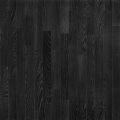 Black Oak